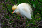 Cattle egret